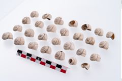 Foto von Schneckengehäuse (NHMW-PRAE-003420)